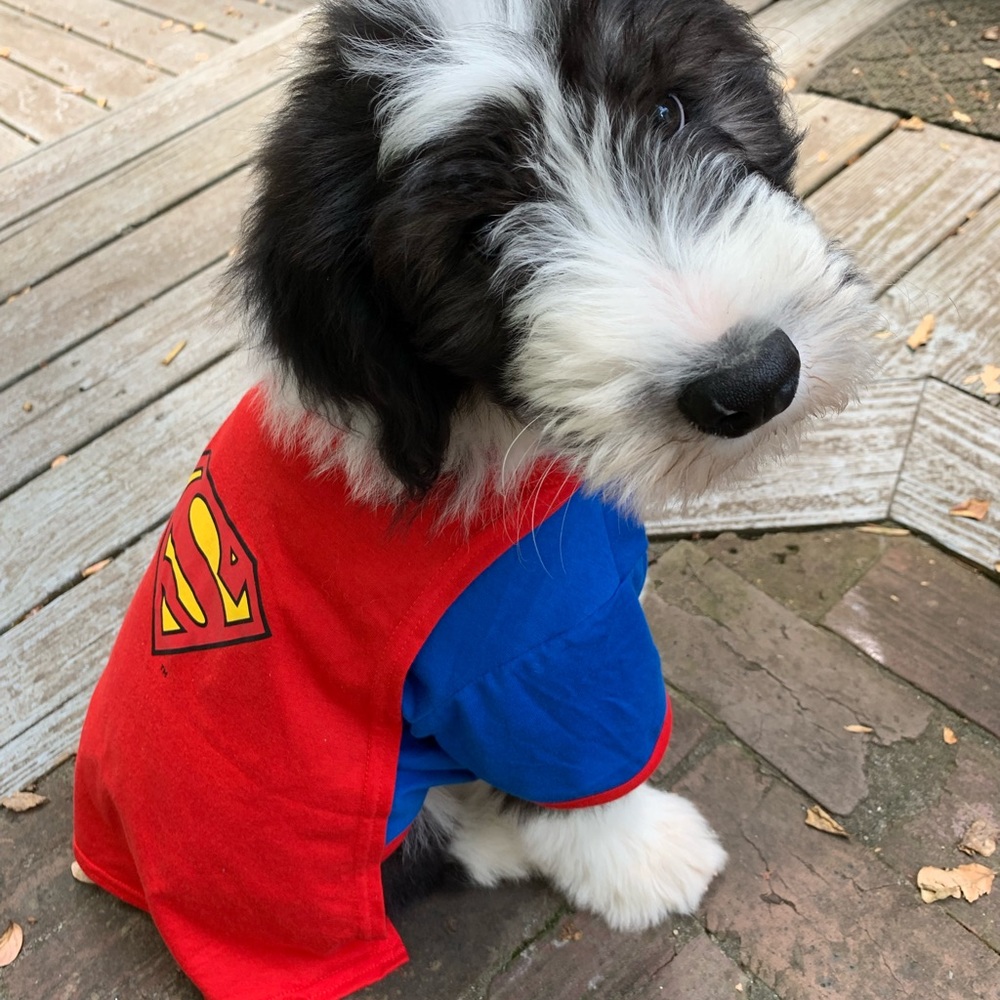 super man dog suit - Picture 2 of 3